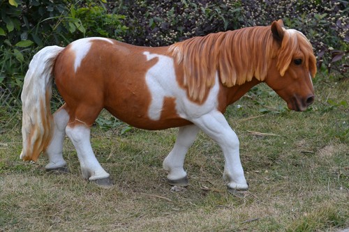 Shetland pony resin - resin, statue